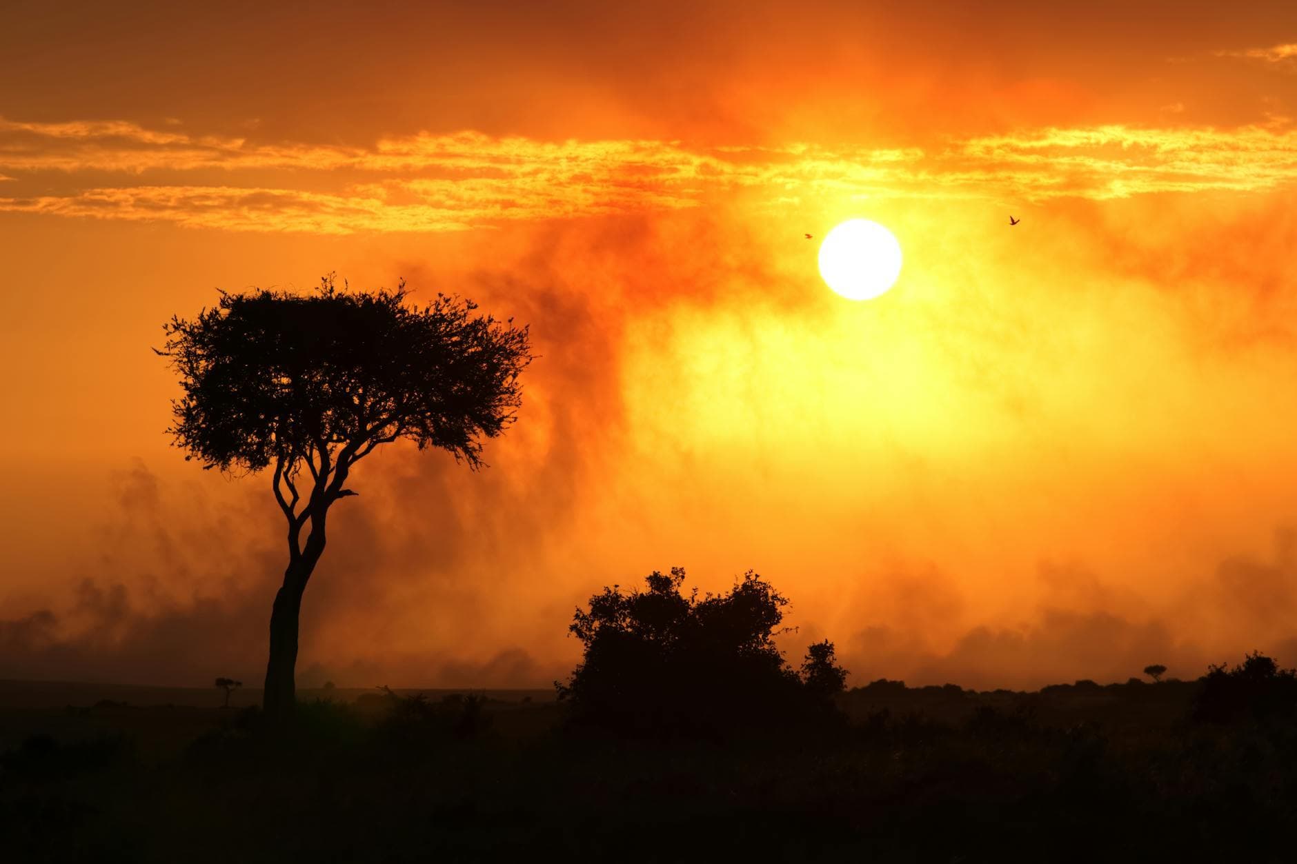 Viajero contemplando la sabana africana al atardecer con acacia en primer plano